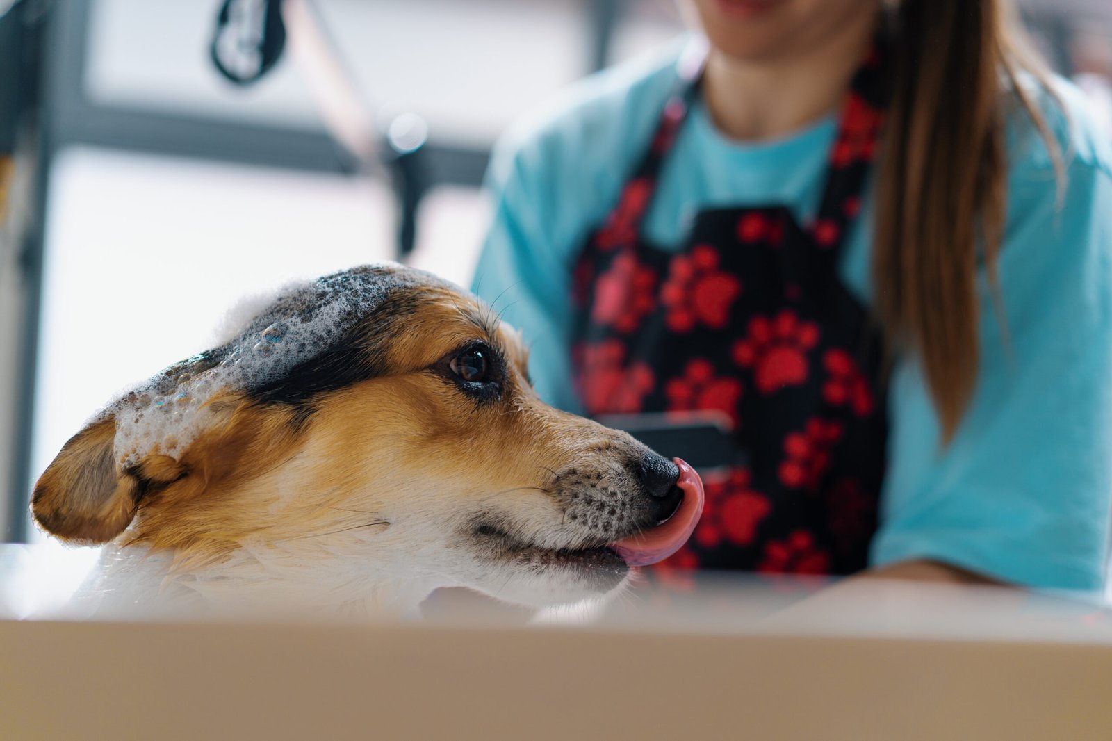 Profesional lavando a un perro en una peluquería canina, ideal para una web de peluquería canina en Mataró
