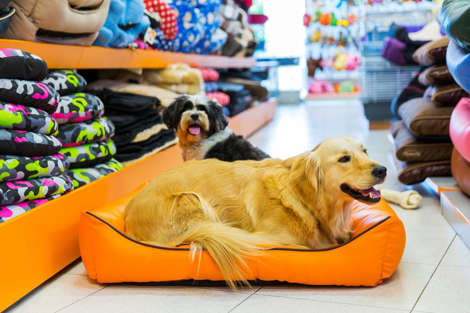 Interior de tienda de mascotas ideal para una web profesional orientada a ventas en Mataró