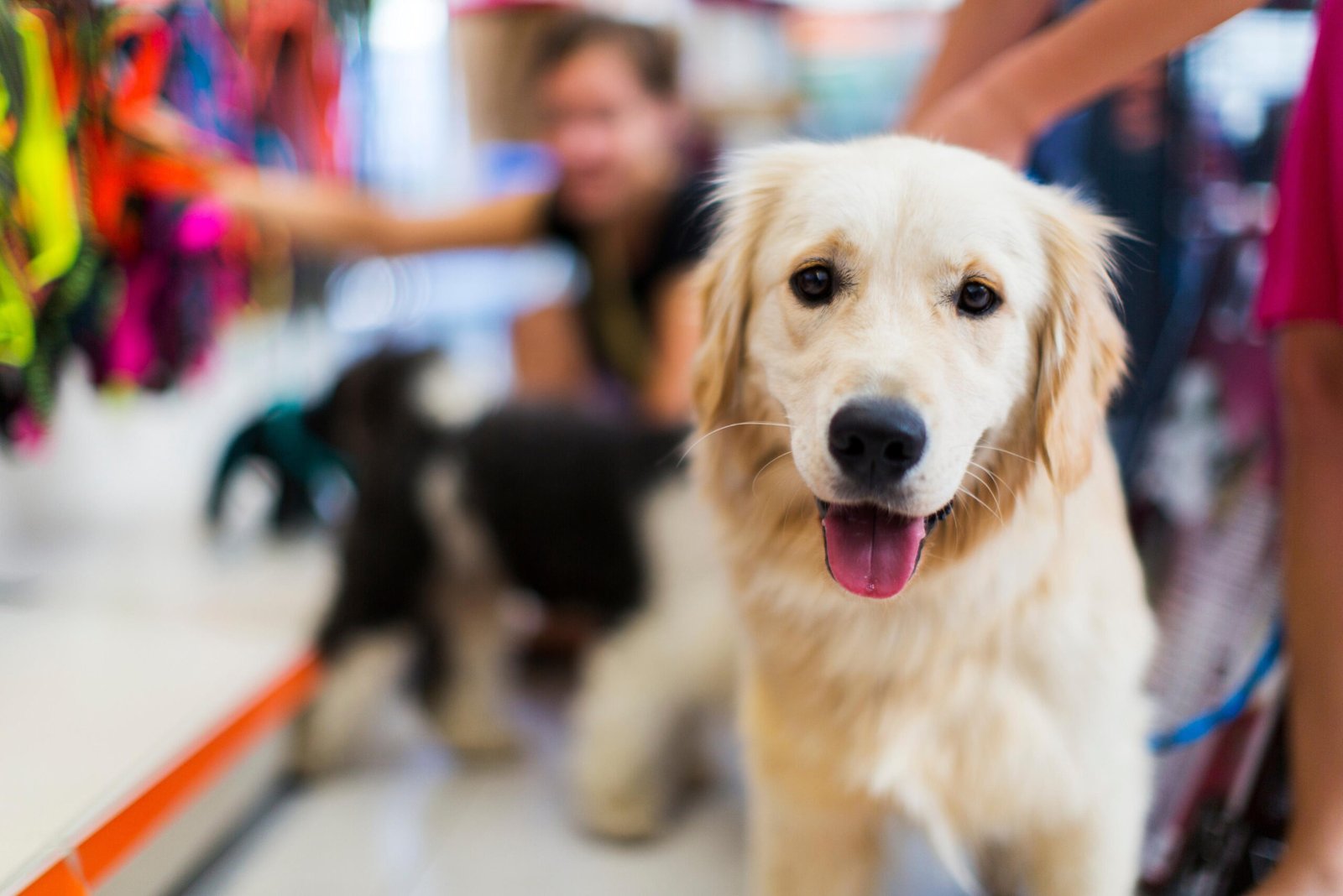 Productos para mascotas expuestos en tienda, ideal para una web de captación y ventas en Mataró